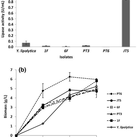 A Extracellular Lipase Activity Determined In Yep Medium With 0 5 G L Download Scientific