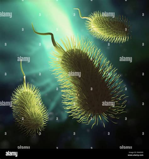 Bacteria Hi Res Stock Photography And Images Alamy