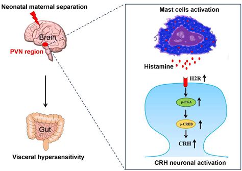 Paraventricular Mast Cell Derived Histamine Activates Crh Neurons To