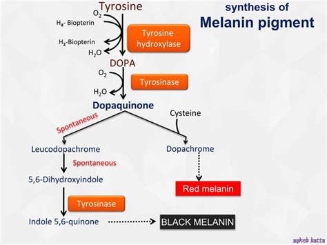 Metabolism of Phenylalanine and Tyrosine | PPT