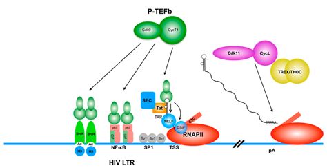 Two Major Cellular Cyclin Cdk Complexes Play Key Roles In Hiv