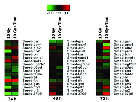 Tameron Modulates Expression Of Oxidative Stress Response Genes The