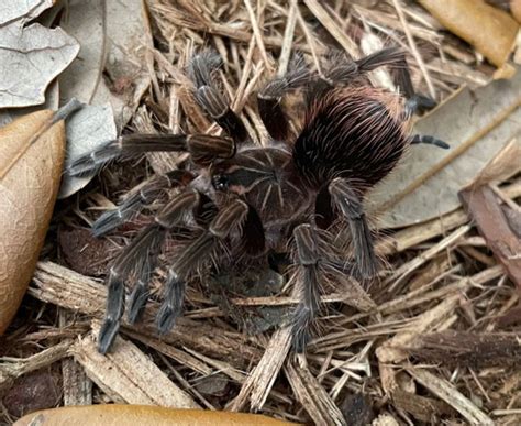 Pink Bloom Tarantula For Sale Pamphobeteus Platyomma Snakes At Sunset