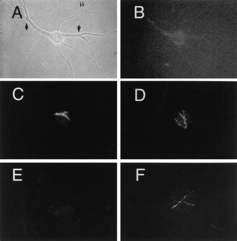 Dendritically Uncaged Fi Tc T F Is Later Present In Axons Cells Were Download Scientific