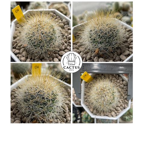 Mammillaria Marcosii Yellow Spines Shopee Thailand