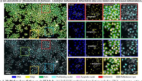 Figure From Deep Learning Augmented Reflectance Microscopy For Label