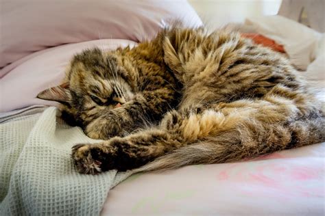 Matted Cat Fur Causes And Treatments