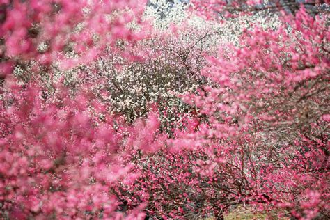 Yun Free Stock Photos No 5907 Plum Orchards Red Plum Flower Japan