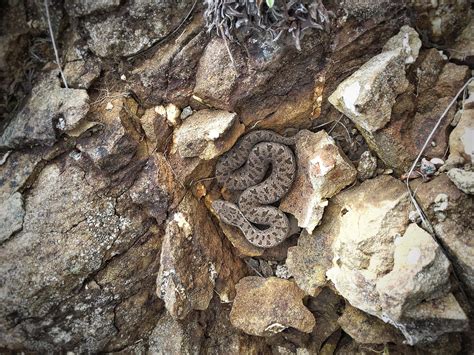 A well camouflaged berg adder. Mildly venomous (neurotoxic venomous