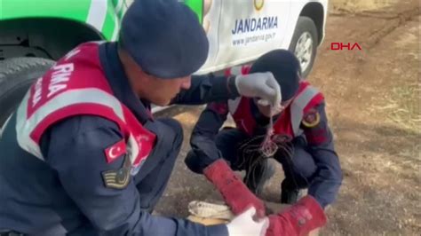 Kilis te Koruma Altına Alınan Atmaca Tedavi Edildi Son Dakika