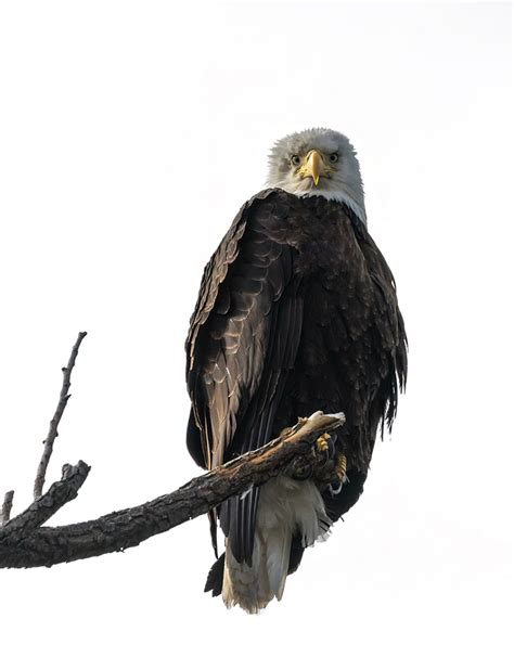 Eagle Eye Photograph By Loree Johnson Fine Art America