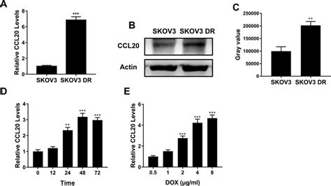 Ccl20 Was Upregulated In Skov3 Dr Cells A B Qpcr A And Western