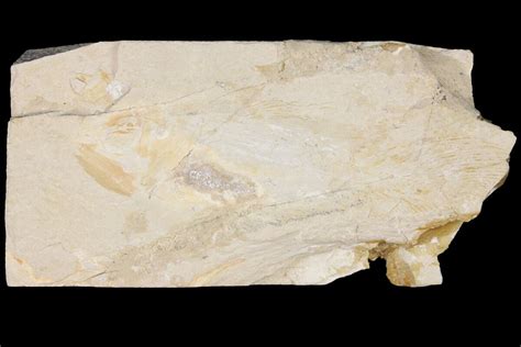 Very Rare, Fossil Coelacanth (Macropomoides) - Lebanon (#163545) For ...