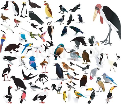 Collection of vector images of birds | Stock vector | Colourbox