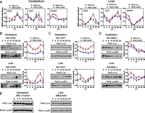 Period Utr And Microrna Regulate Circadian Rhythms By Repressing