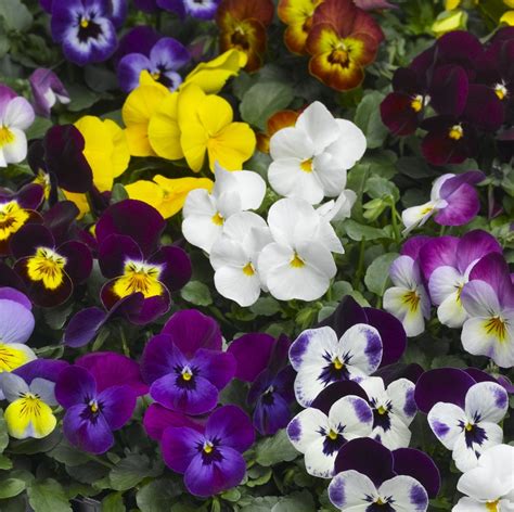 Viola Mixed Multiple Pack Sizes Available Pearsons Nursery And