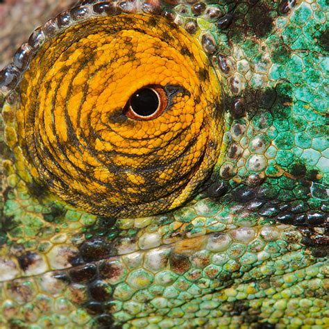 Chameleon Eye Sean Crane Photography