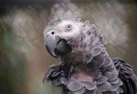 African Grey Parrot Names: 60+ Best Names for Your Grey Parrot