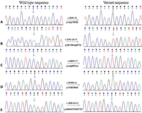 Sequence Chromatograms For Three Previously Unreported C382c G Download Scientific Diagram