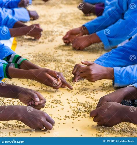 Raw Coffee Bean Sorting and Processing in a Factory Stock Photo - Image