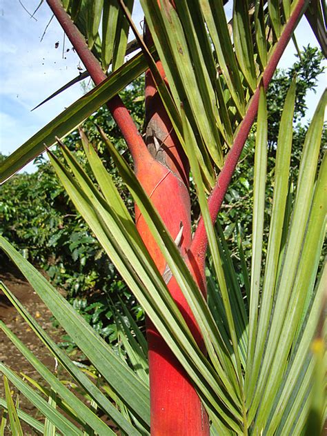 lg red lipstick palm tree clustering cyrtostachys renda urban palms