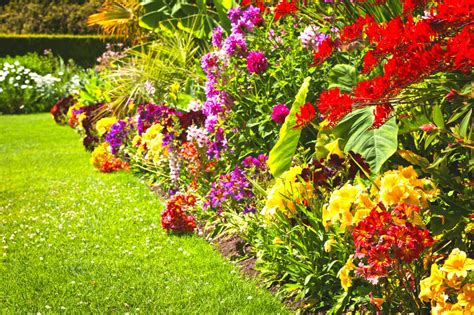 Voici Les Fleurs Semer En F Vrier Pour Un Jardin Vari Et Color Au