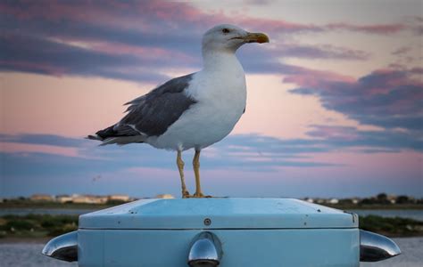 Banco de imagens mar agua natureza pássaro céu Ave marinha