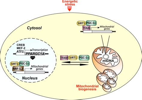 Hypothetical Function Of Sirt And Pgc In Nuclear Mitochondrial