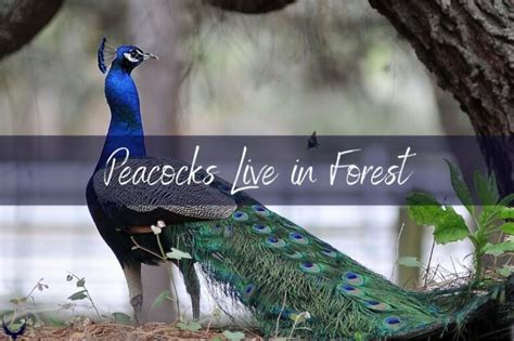 Where Do Peacocks Live And Where Are Peacocks Native To 2024