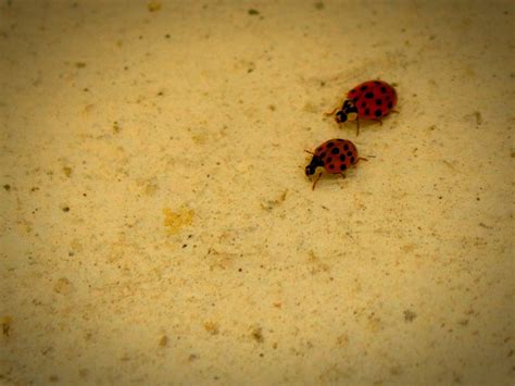 The Ladybug Invasion. Week thirteen of the photographic… | by Anne ...