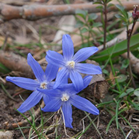 Chionodoxa forbesii