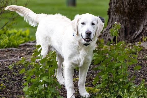 Labrador Dog | Breed Profile, Prices, Types, 8 Facts, Care