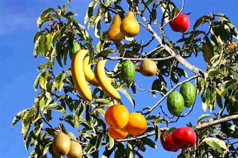 Un Albero Con Diversi Tipi Di Frutta Esiste Ed Meraviglioso