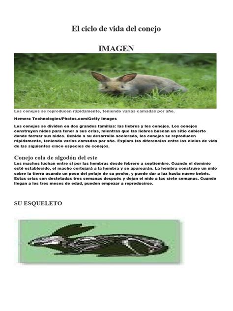 El Ciclo De Vida Del Conejo Pdf