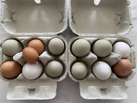 Egg Boxes - Grey Pack of 20 | Egg Trays, Boxes & Stamping