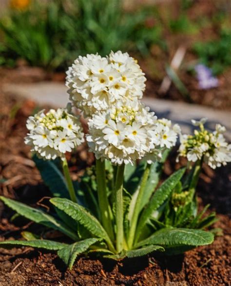 Primula Denticulata Alba P Cm