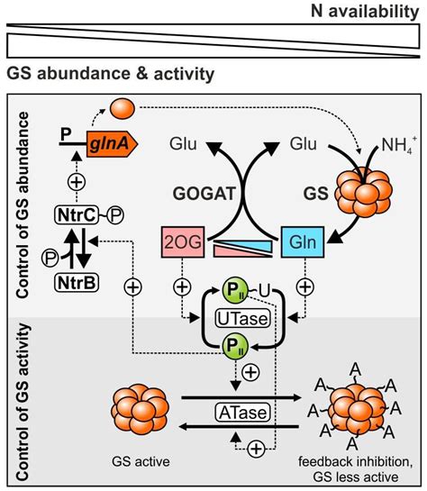 Life Free Full Text The Distinctive Regulation Of Cyanobacterial Glutamine Synthetase Html