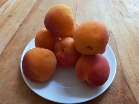 Een Abrikozenboom Planten En Verzorgen Fruitbomen Net