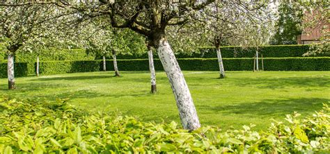 Perch Imbiancare A Calce I Tronchi Degli Alberi Banca Della Calce