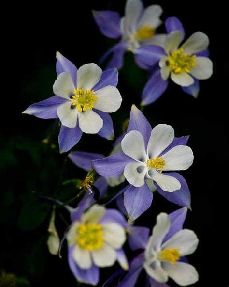 Items Similar To Rocky Mountain Columbine Flowers Photograph 8x10 Or