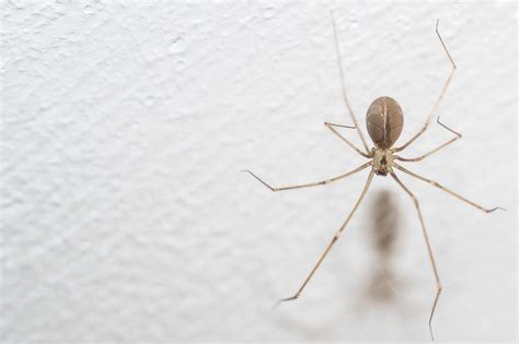 Cellar Spider