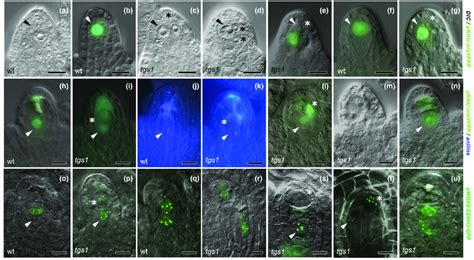 Tgs Depletion Triggers Additional Female Germline In Arabidopsis