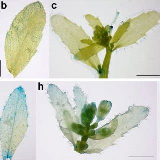 Spatial Expression Patterns Of CsbZIP18 In Arabidopsis GUS Staining