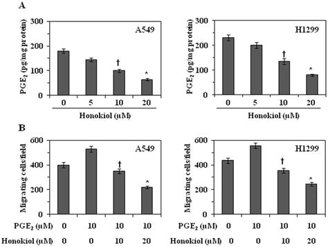 Effect Of Honokiol On Pge Production And Pge Enhanced Migration Of