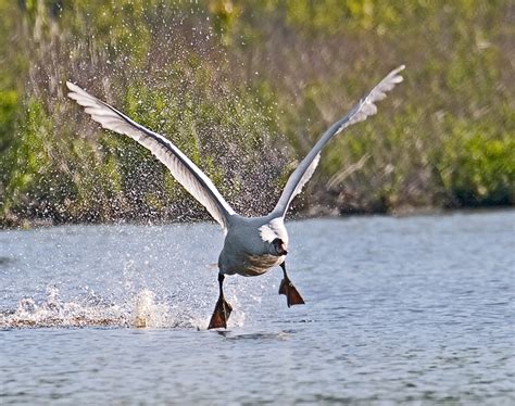 Mute Swan Take-Off | photoartflight