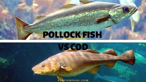 Pollock Fish Vs Cod Discussion And Debate Seafish