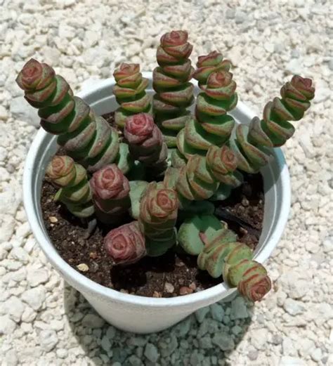 Crassula Rupestris Ssp Marnieriana Succulent Guide