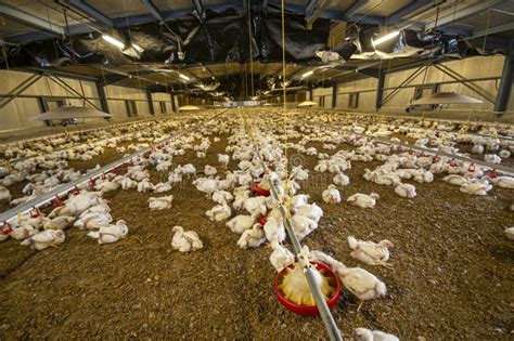 Chickens At A Barn In A Poultry Farm Stock Image Image Of Chicken