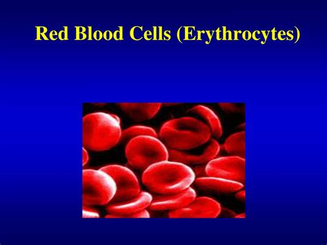 Red Blood Cell Structure And Function