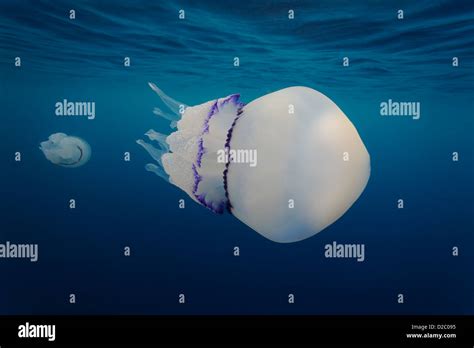 Underwater View Of Jellyfish Swimming Near The Surface Rhizostoma